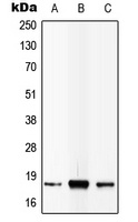 Anti-IL-4 Antibody