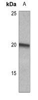 MYL9 (phospho-S18) antibody