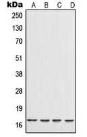 IL17A antibody