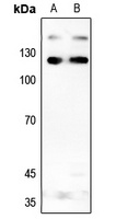 Anti-INCENP Antibody