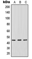 Anti-IDO1 Antibody