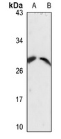 Anti-CD49f LC Antibody