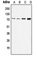 IRAK2 antibody