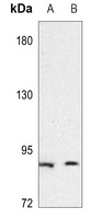 Anti-CD49e HC Antibody