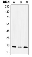 Anti-CD49e LC Antibody
