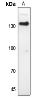 ITGAV antibody