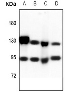 ITGAV antibody