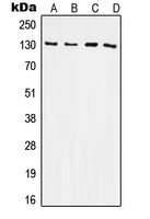 Anti-CD61 Antibody