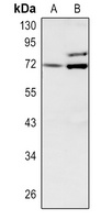 Anti-Involucrin Antibody