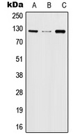 JAK2 (phospho-Y570) antibody