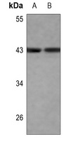 JUN antibody