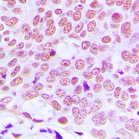 c-Jun Rabbit Polyclonal Antibody