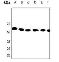KCNA1 antibody
