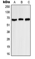 Anti-Kv1.3 (Phospho-Y187) Antibody