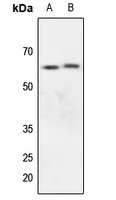 KCNA3 antibody