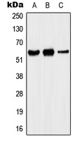 KCNA5 antibody