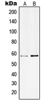 Anti-Kv3.1 Antibody