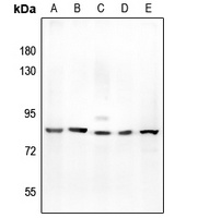 Anti-Kv3.2 Antibody