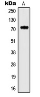 Anti-Kv3.4 Antibody