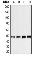 Anti-Kir3.4 Antibody