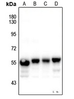 KRT8 antibody