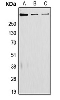 Anti-Laminin alpha 5 Antibody