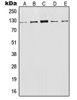 LAMP1 antibody