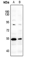 LCK (phospho-Y393) antibody