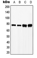 Anti-SLP76 (Phospho-Y128) Antibody