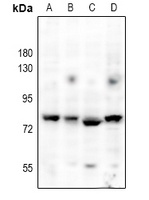Anti-SLP76 Antibody