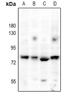 LCP2 antibody