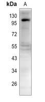 LIG4 antibody