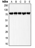 LIMK1/2 (phospho-T508/505) antibody