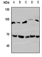 Anti-Lamin B1 Antibody