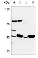 Anti-VWA5A Antibody