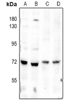 Anti-SMAD4 Antibody