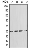 Anti-SMAD7 Antibody