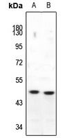 Anti-c-Maf Antibody