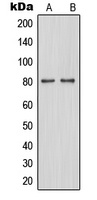 MAPT (phospho-S262) antibody