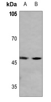 MAZ antibody