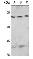 Anti-MCM4 (Phospho-S54) Antibody