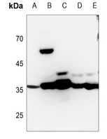 MDH1 antibody