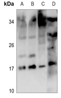 SCGB2A1 antibody