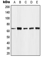 FOXO4 (phospho-T451) antibody
