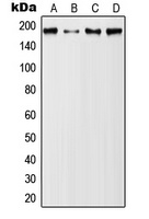 Anti-MUC1 (Phospho-Y1229) Antibody