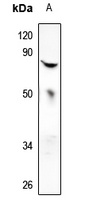 Anti-MX2 Antibody