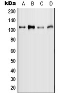MYBL2 (phospho-S577) antibody
