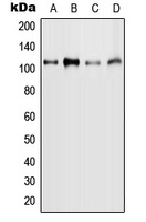 Anti-MYBL2 (Phospho-S577) Antibody