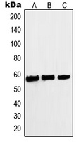 MYC (phospho-S62) antibody