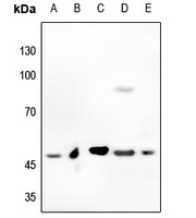 MYC antibody